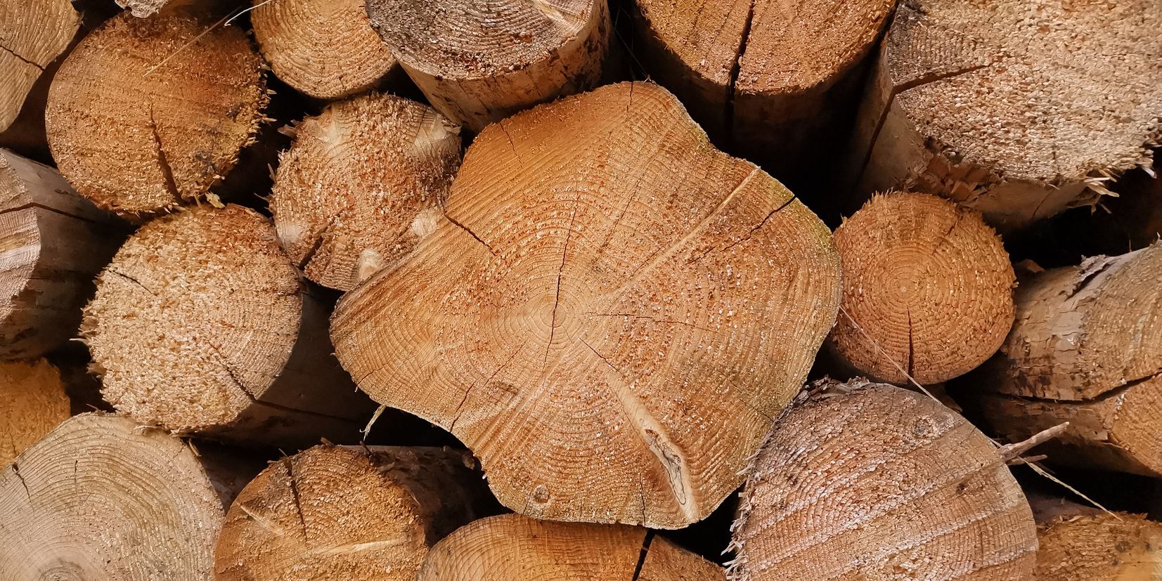 Holz